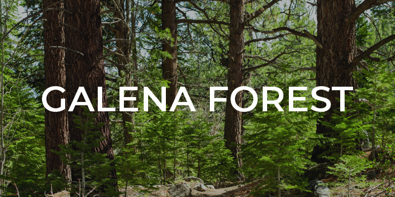 Galena Forest Text